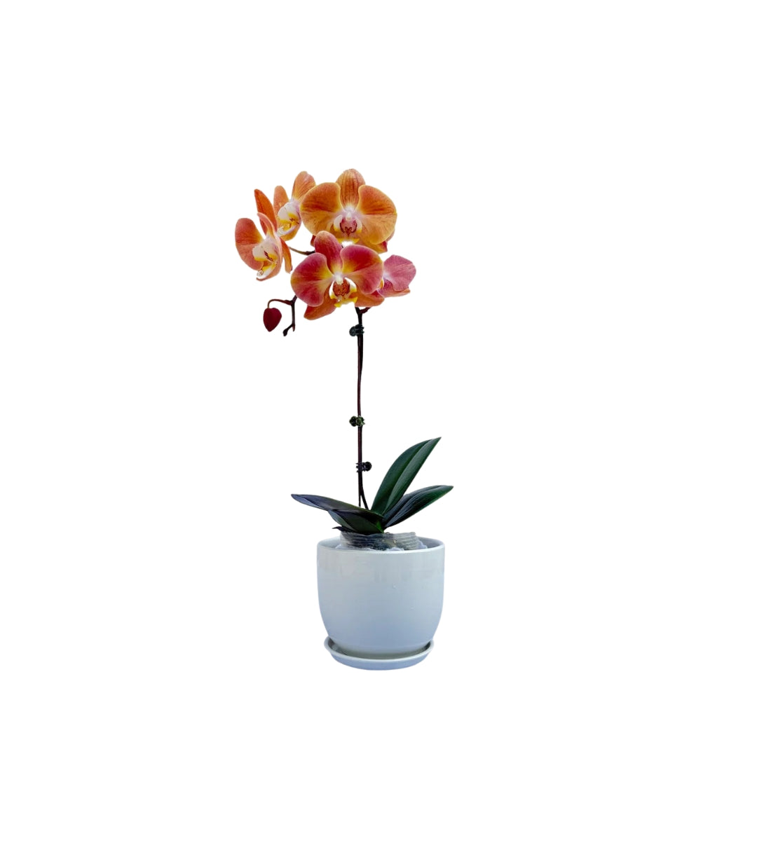 ORCHID