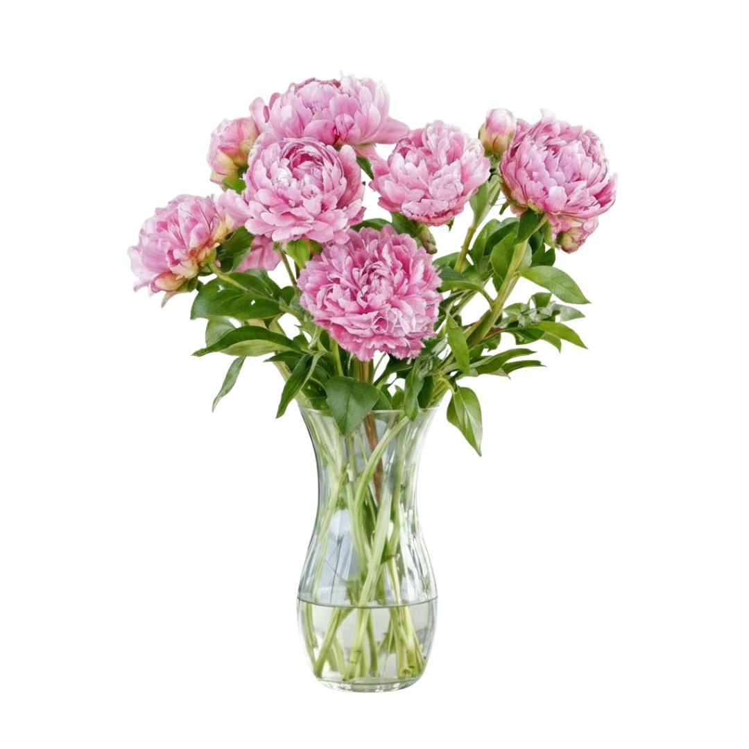 PINK PEONY